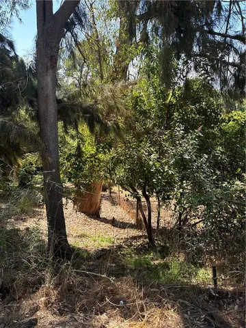 a view of a tree in a yard