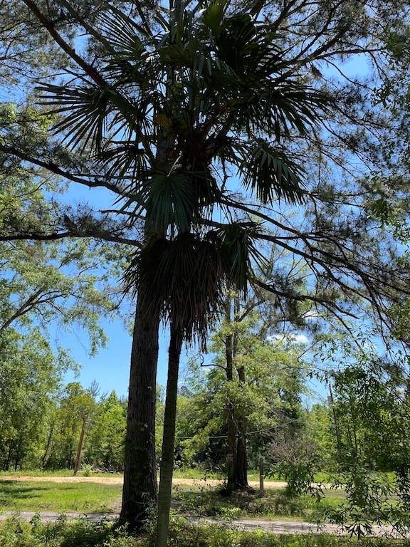 233 Calvin Willis Road Pitkin, LA 70656 - Photo 4 of 4 Gallery Image 4