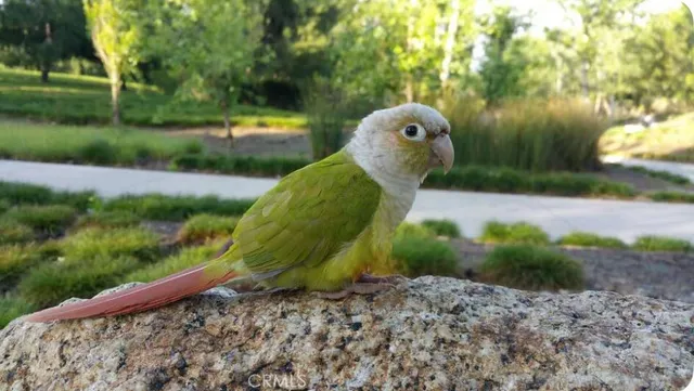 a view of a garden with a slide
