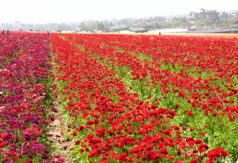162 Overbrook Irvine, CA 92620 - Photo 22 of 27 a view of outdoor space and garden