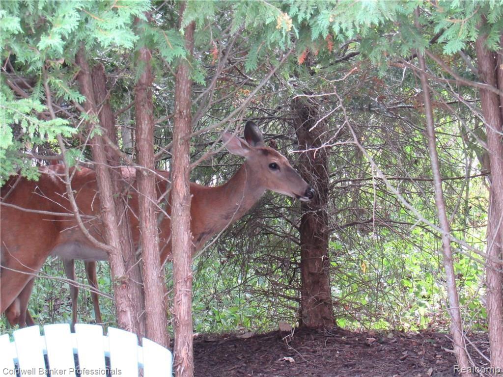 34590 Quaker Valley Road Farmington, MI 48331 - Photo 6 of 85 IMG_1028.JPG
