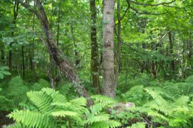 0 East Road Fort Plain, NY 13339 - Photo 3 of 4 Photo 3