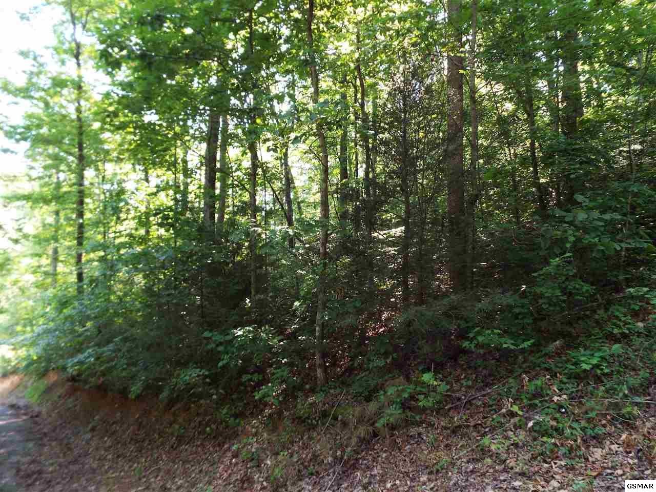 0 Greasy Cove Road Cosby, TN 37722 - Photo 5 of 26 Gallery Image 5
