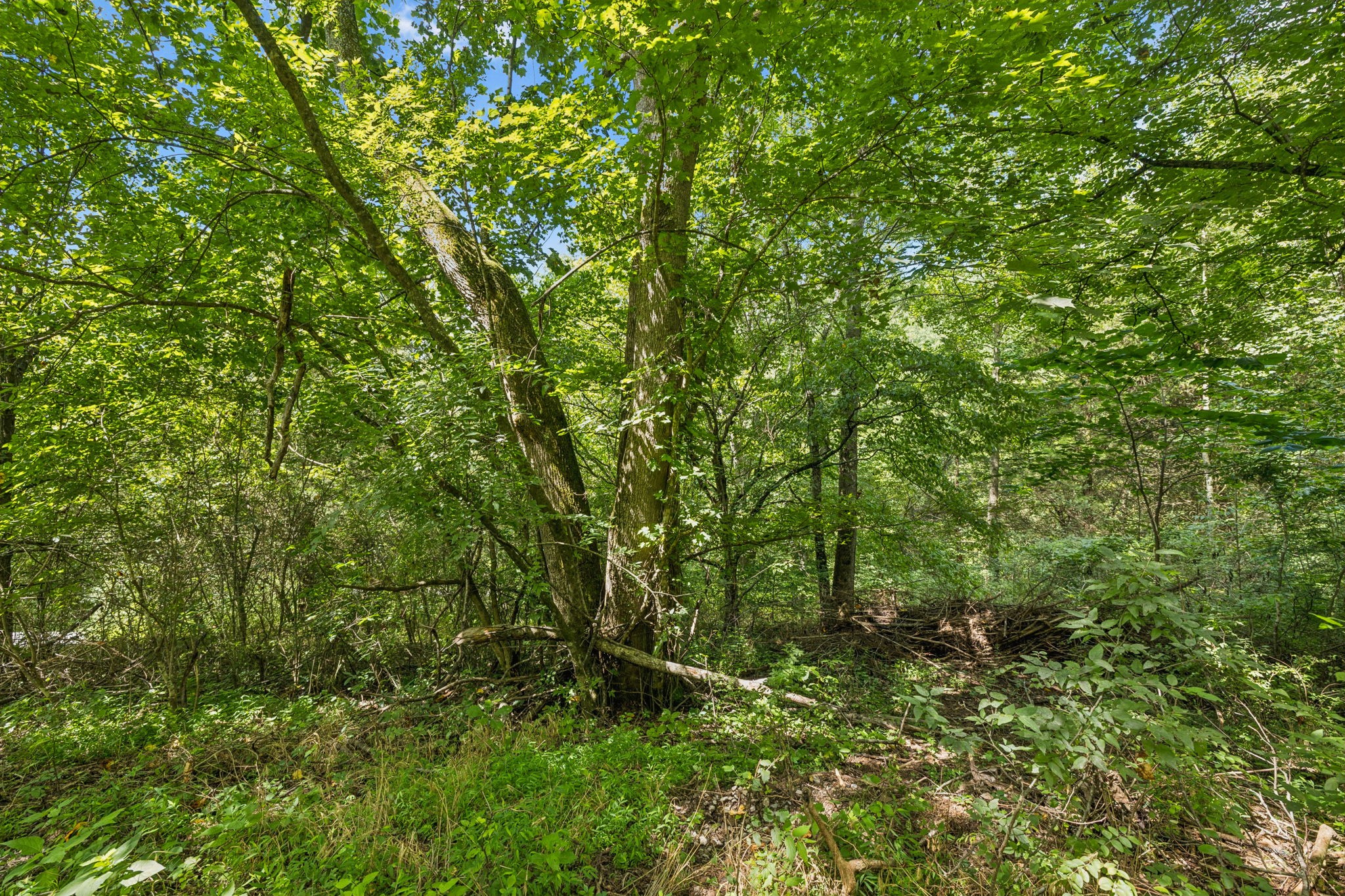 0 Roberts Ridge Road Manchester, TN 37355 - Photo 7 of 26