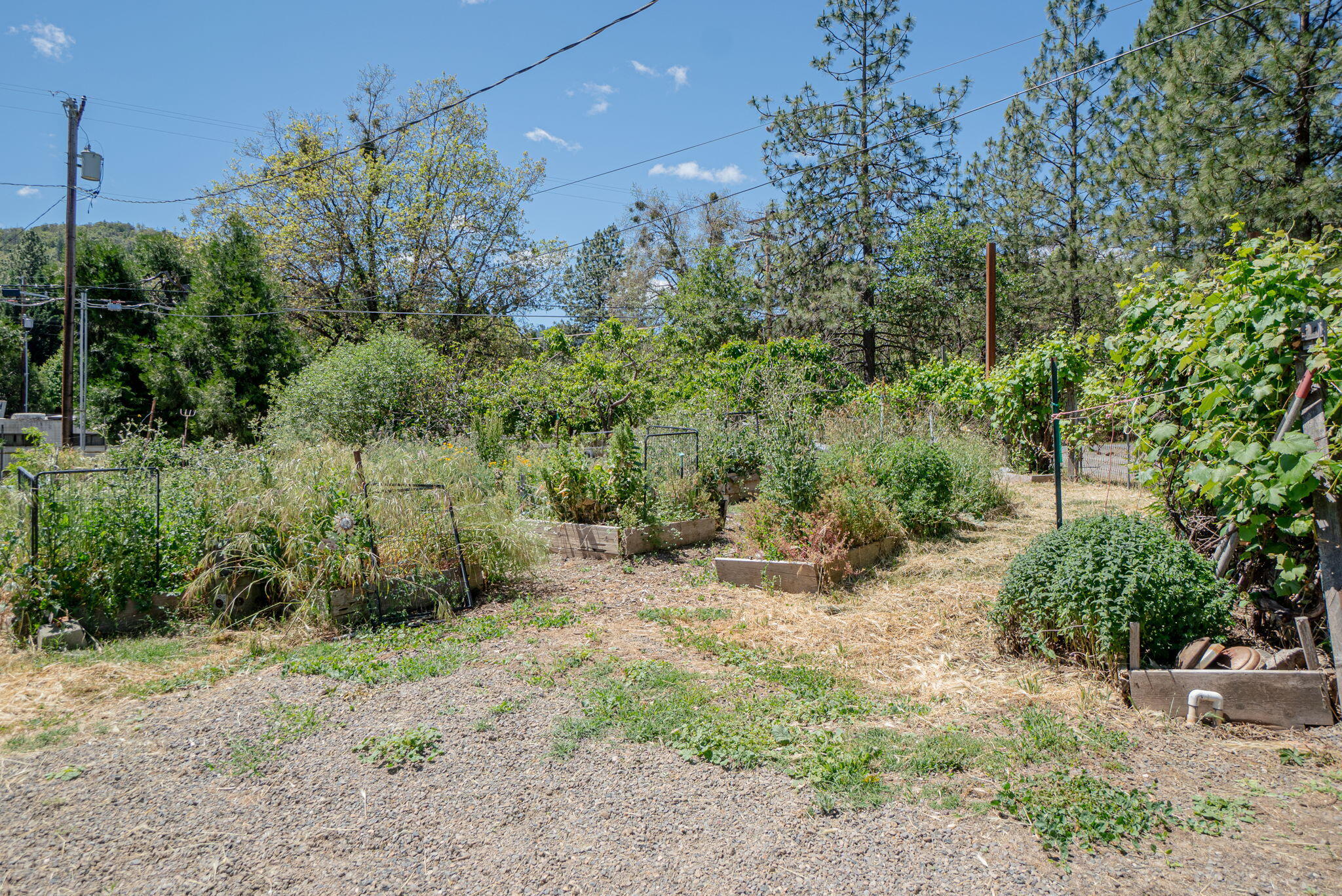 4970 Old Stage Road Central Point, OR 97502 - Photo 40 of 43 a view of a forest with trees