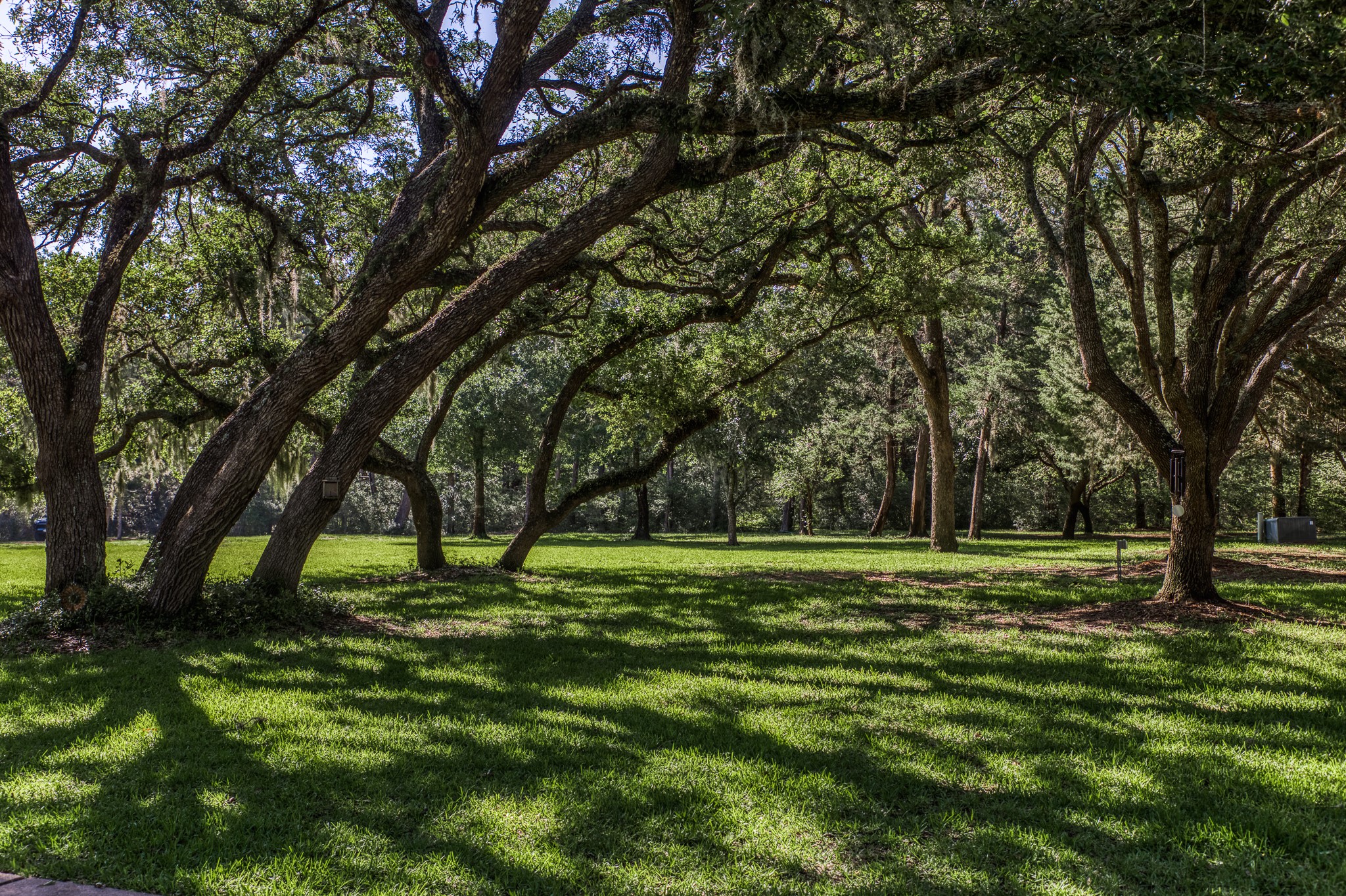 1017 Allen Road Cat Spring, TX 78933 - Photo 7 of 47 a big yard with lots of trees