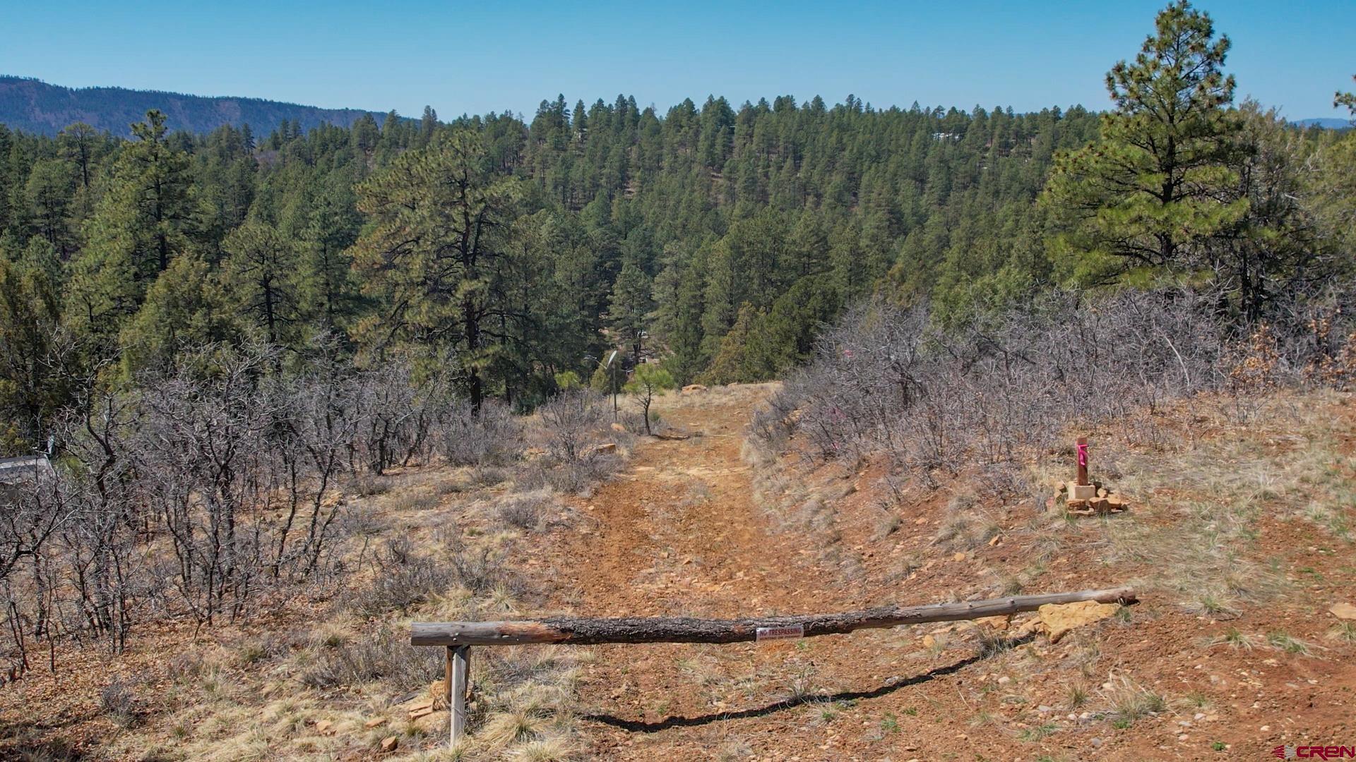 a view of a forest with a tree