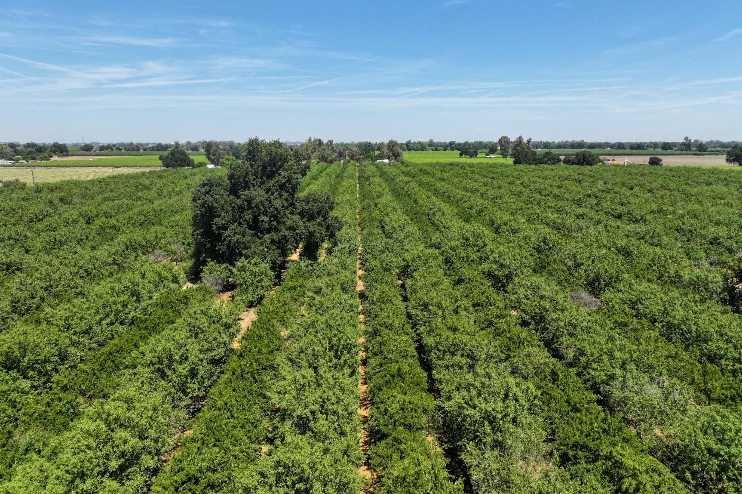 9415 21st Avenue Lemoore, CA 93245 - Photo 3 of 36 a view of a field with an ocean and trees in the background