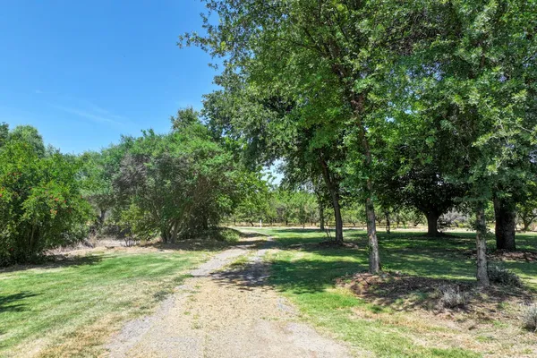 a view of a trees in a park
