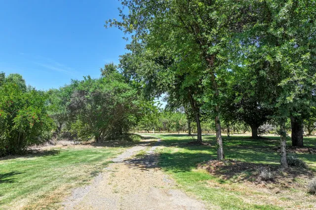 a view of a trees in a park