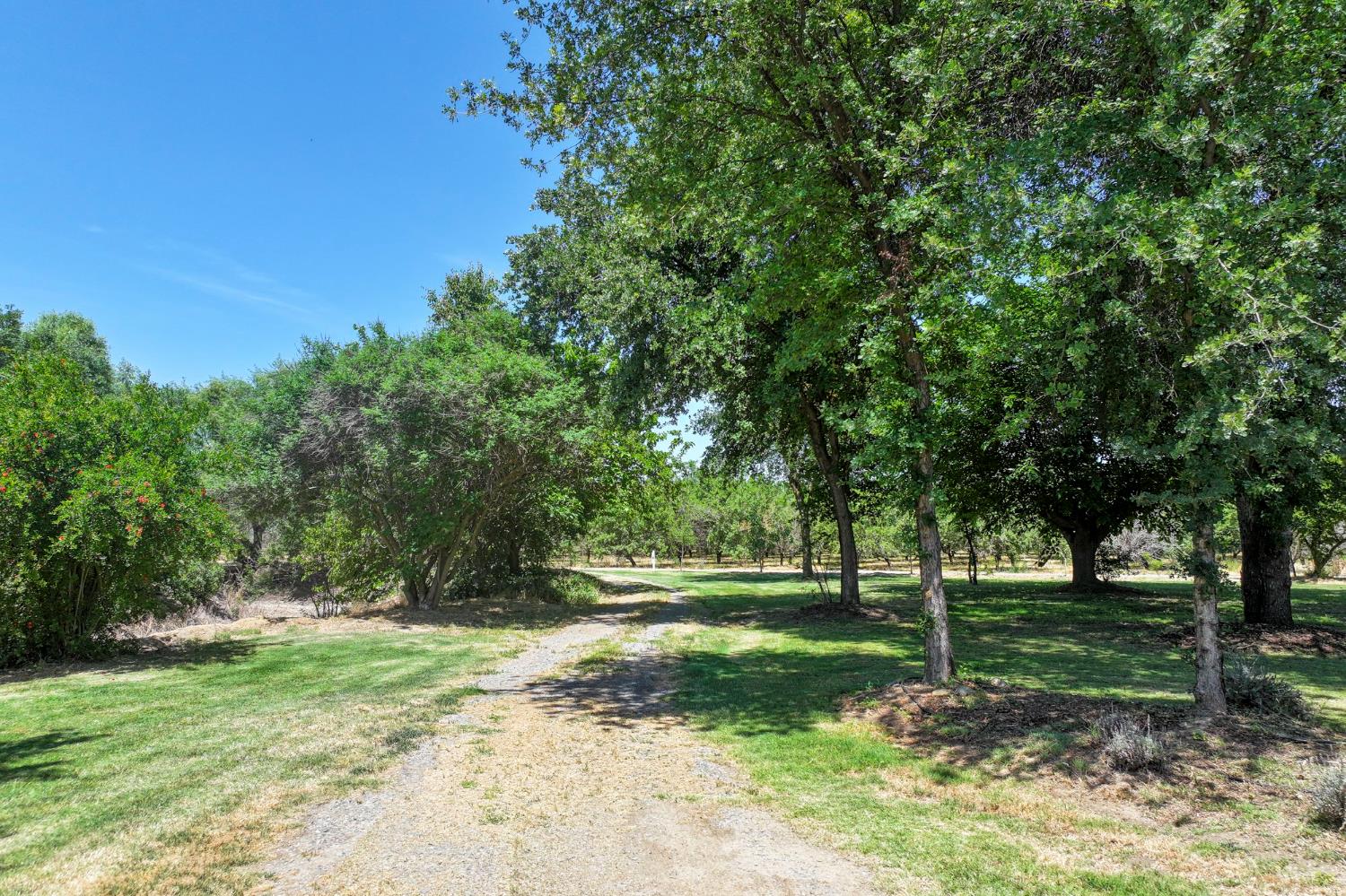 9415 21st Avenue Lemoore, CA 93245 - Photo 8 of 36 a view of a trees in a park