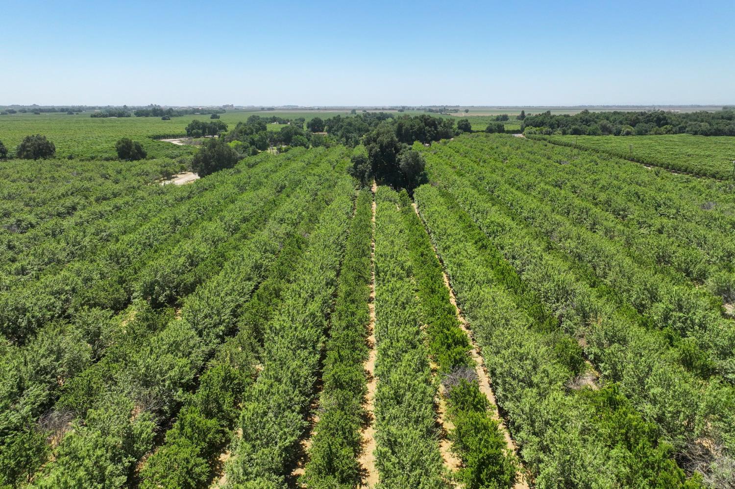 9415 21st Avenue Lemoore, CA 93245 - Photo 10 of 36 a view of a lush green forest with lots of trees