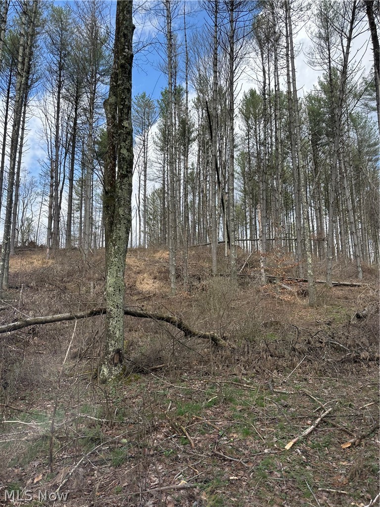 44800 Jim Stimpert Road Lewisville, OH 43754 - Photo 25 of 49 Several trees and trails