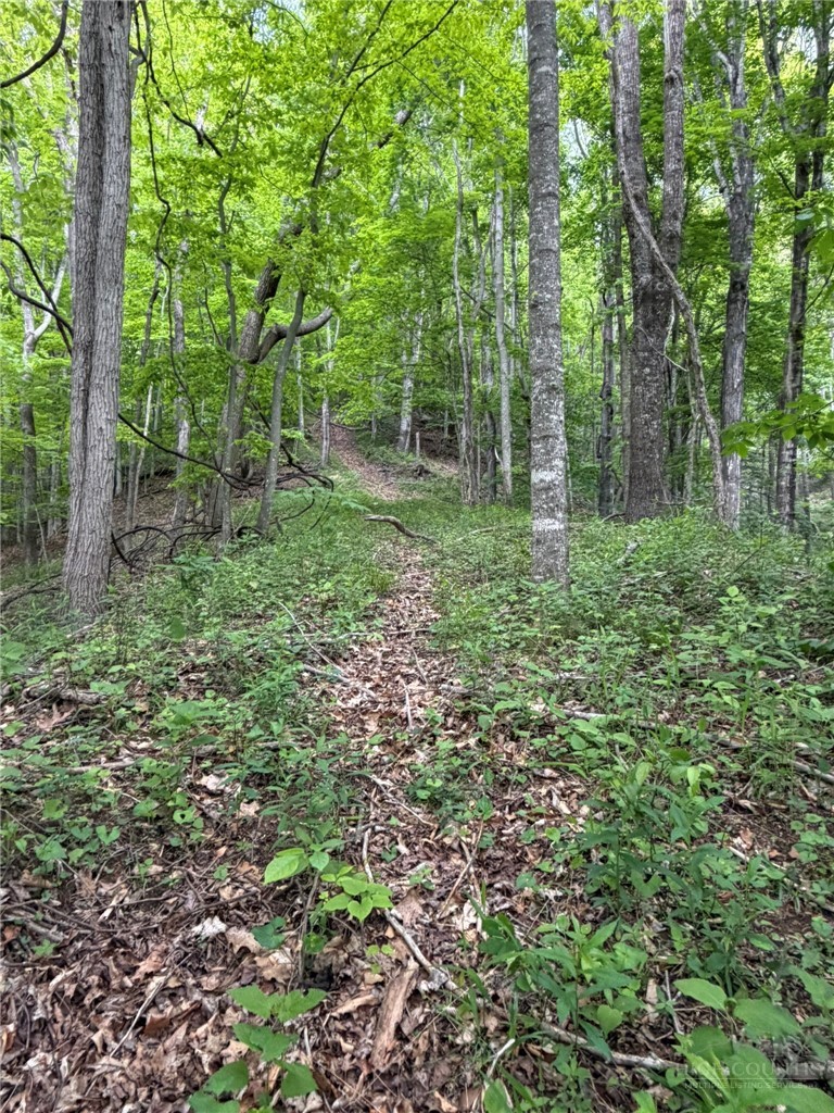 Ben Bolen Road Creston, NC 28615 - Photo 6 of 13 Gallery Image 6