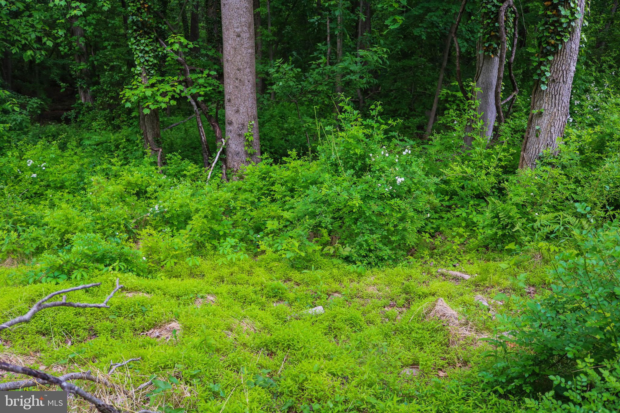 Evan Avenue Aberdeen, MD 21001 - Photo 64 of 74 a view of a lush green forest