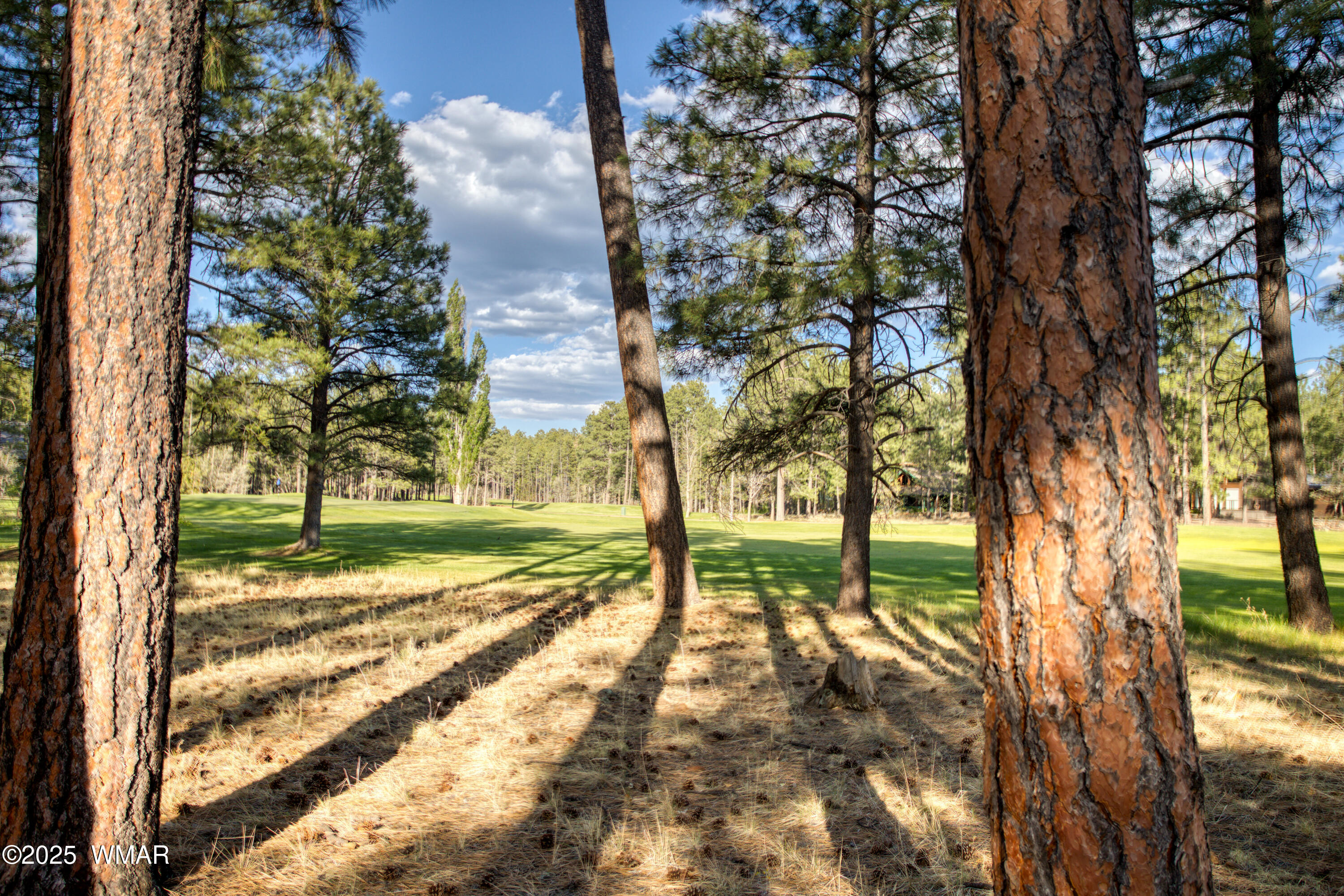 6831 Buck Springs Road Pinetop, AZ 85935 - Photo 47 of 49 Paxmanphoto_PAX_0148