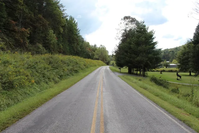 a view of a street with a small yard and large trees