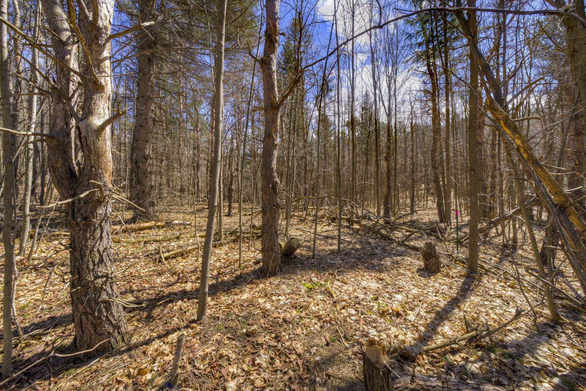 Parcel A East Bodus Road Cedar, MI 49621 - Photo 8 of 8