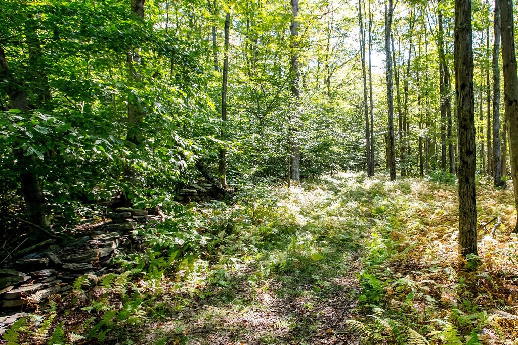 Lot 2 Warren Road Meredith, NY 13753 - Photo 5 of 8