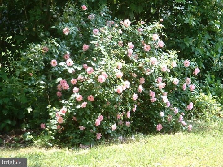 5240 Lake Road Newfield, NJ 08344 - Photo 23 of 24