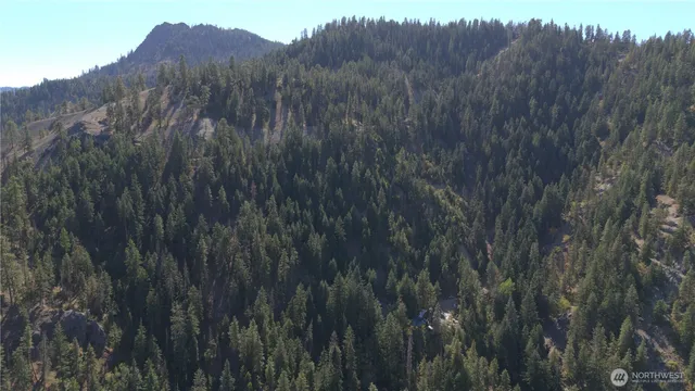 a view of a lush green forest