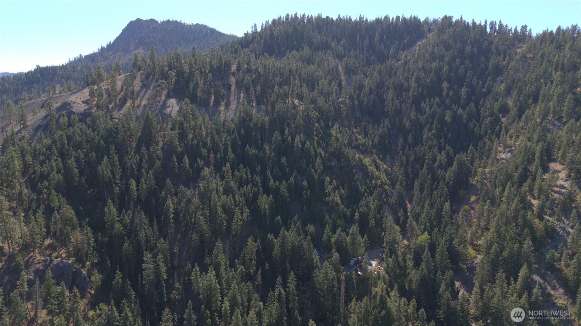 a view of a lush green forest