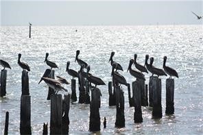 0 James Street Anahuac, TX 77514 - Photo 18 of 35 a view of a house with lots of trees