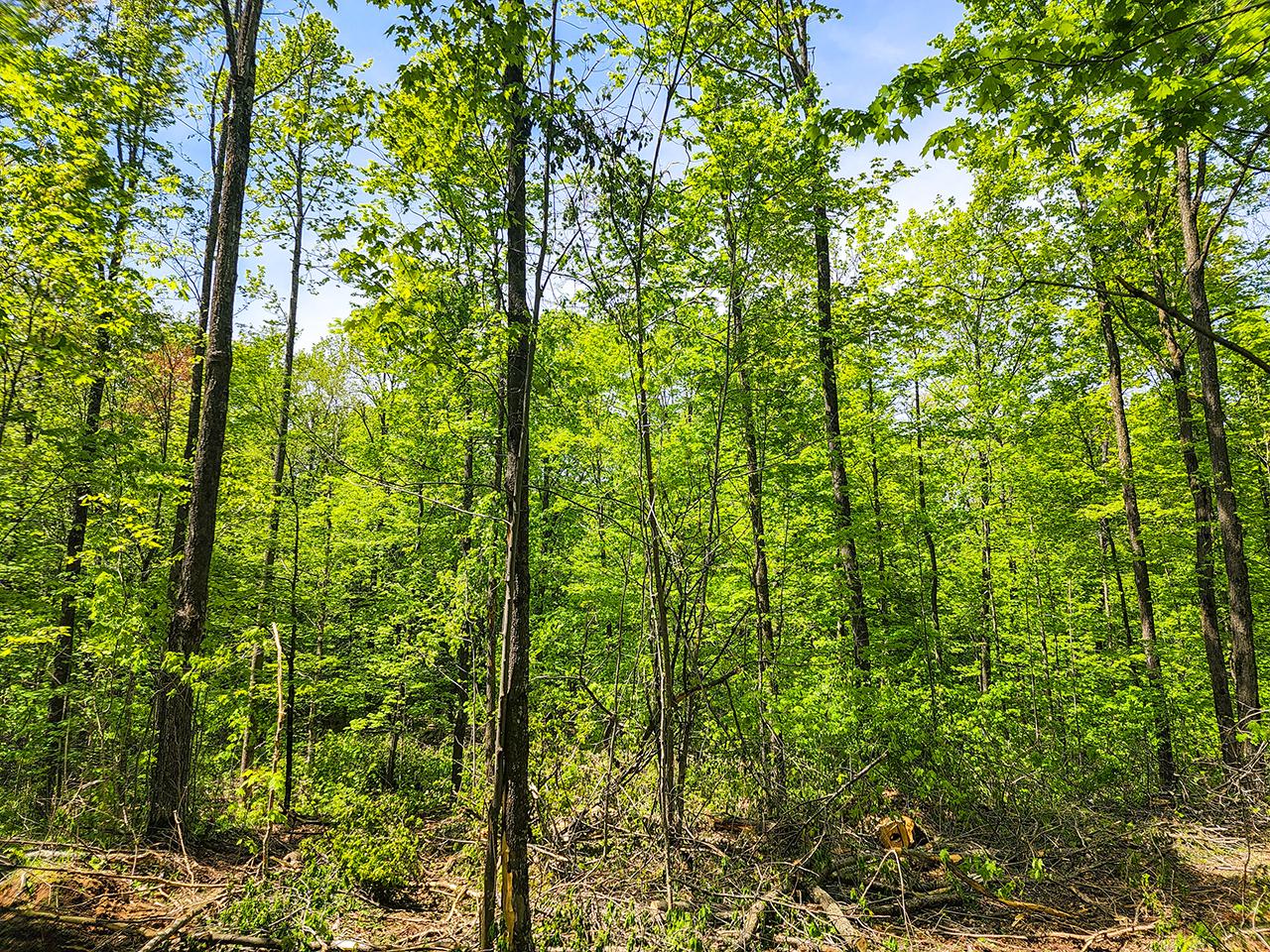 120 Tower Road Rib Lake, WI 54470 - Photo 13 of 16 Gallery Image 13