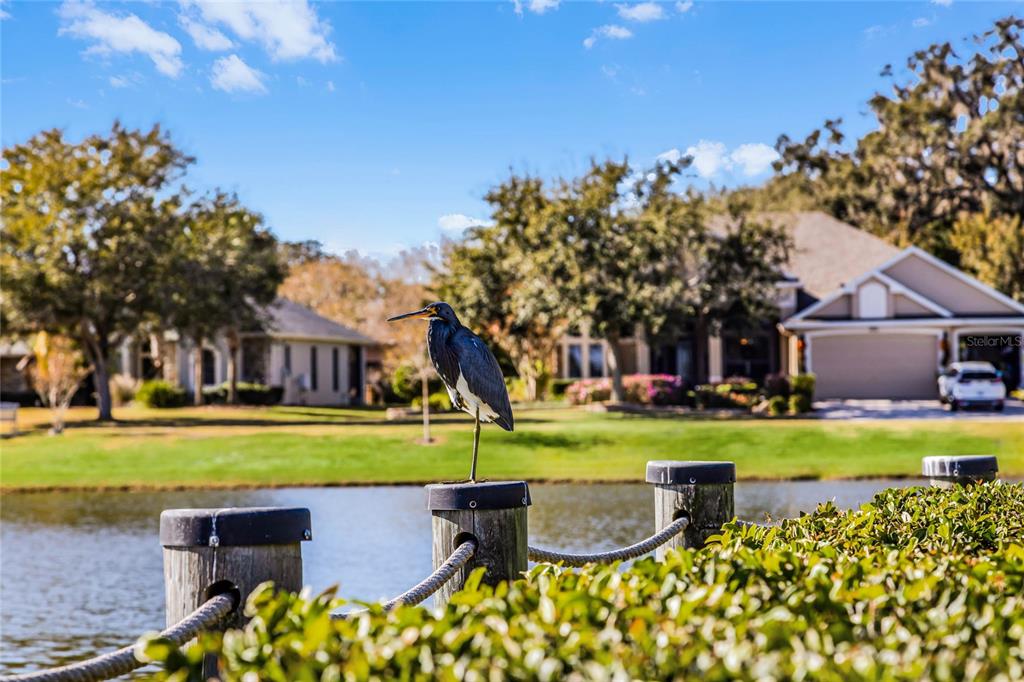 3942 Kennebunk Loop Mount Dora, FL 32757 - Photo 48 of 51