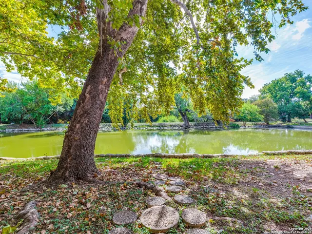 a view of a lake with a tree