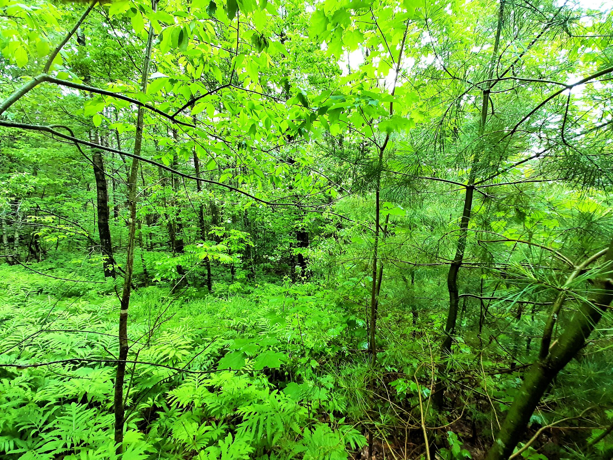 Lot # Lot#17-9 North Road Winn, ME 04495 - Photo 16 of 31 1 TBD North Road 1p