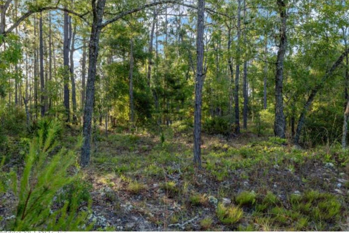 7395-7397 Hoosier Avenue Keystone Heights, FL 32656 - Photo 3 of 5 a view of outdoor space and green space
