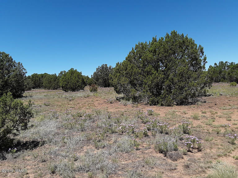20 North 8201st Alpine, AZ 85920 - Photo 3 of 25