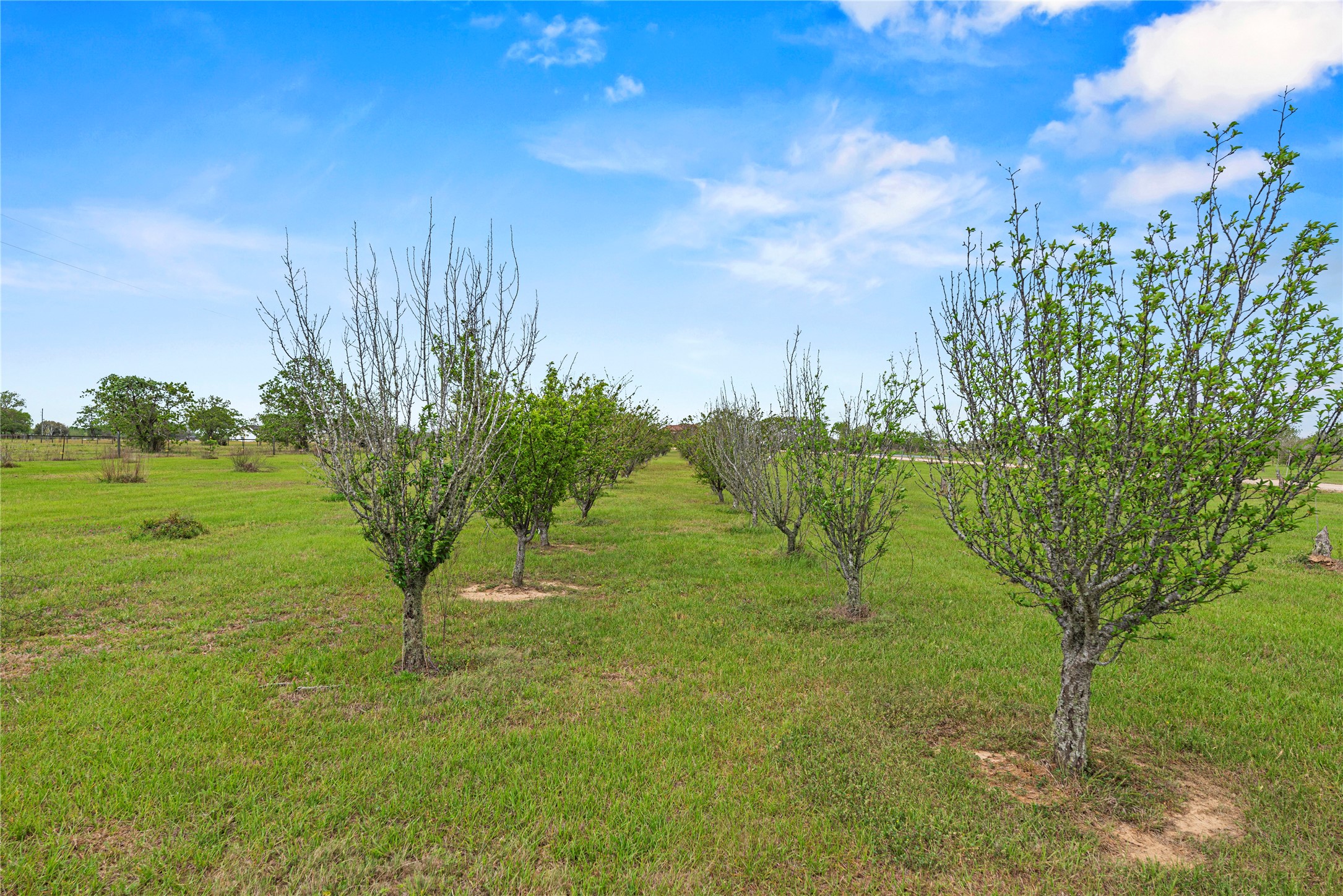 6306 Farm To Market 359 Fulshear, TX 77441 - Photo 39 of 44 Rows of mature fruit trees—including pear and other seasonal varieties—create a picturesque orchard setting across the ag-exempt acreage, offering both beauty and the opportunity for sustainable, farm-to-table living on your own private Fulshear estate.