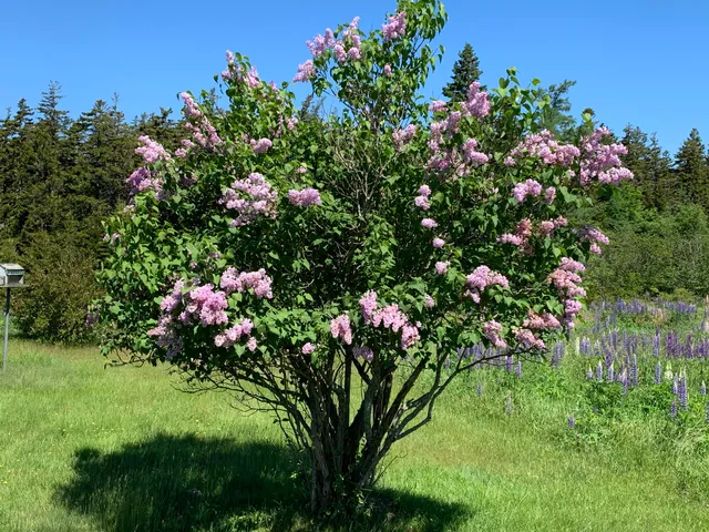 $379,000 | 30 Dog Point Road, Cranberry Isles, ME 04625