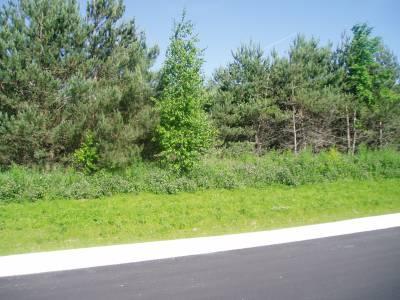Lot in summer