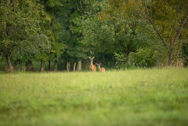 $761,250 | 0 West Graham Road, Columbia, MO 65202