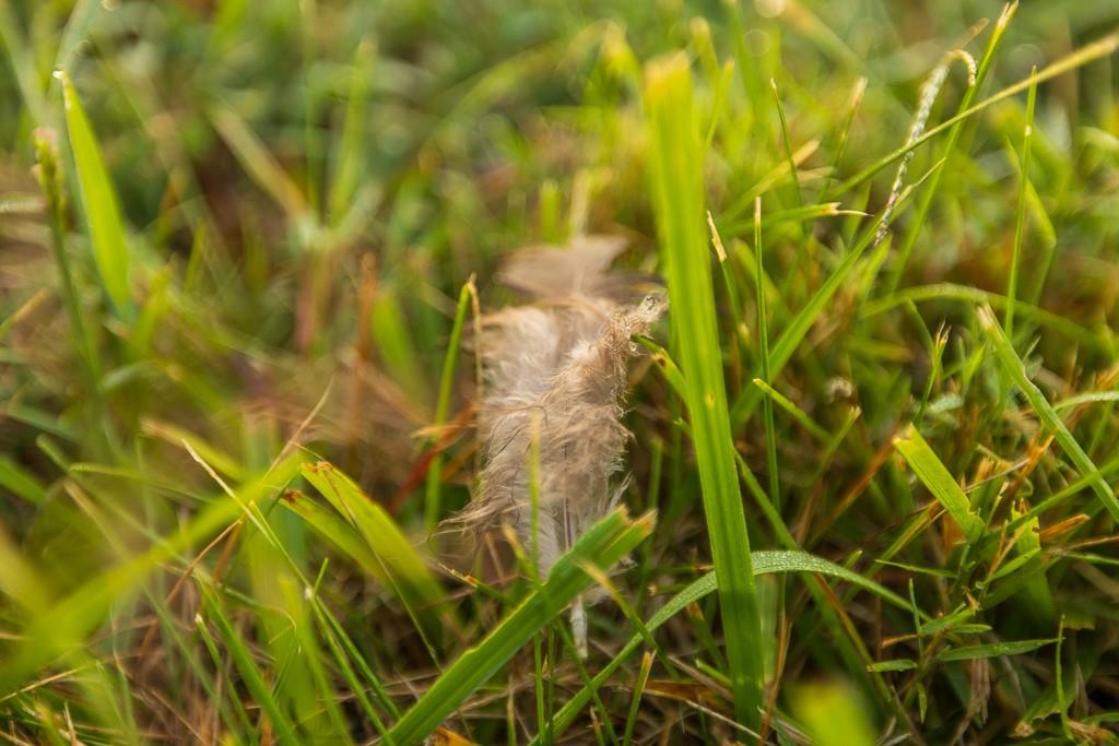 0 West Graham Road Columbia, MO 65202 - Photo 35 of 63