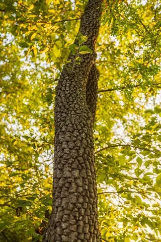 $761,250 | 0 West Graham Road, Columbia, MO 65202