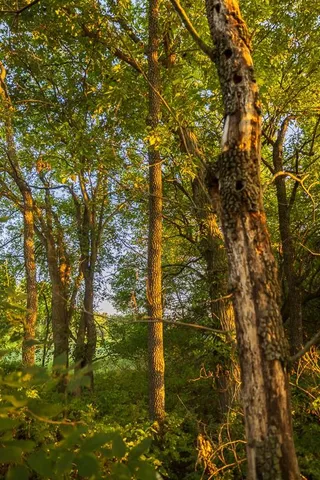 $761,250 | 0 West Graham Road, Columbia, MO 65202