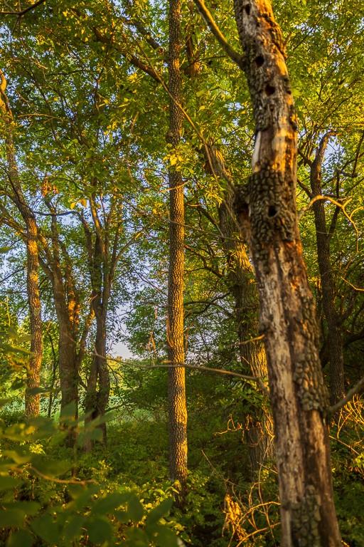 0 West Graham Road Columbia, MO 65202 - Photo 46 of 63