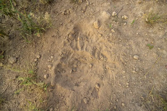 $761,250 | 0 West Graham Road, Columbia, MO 65202