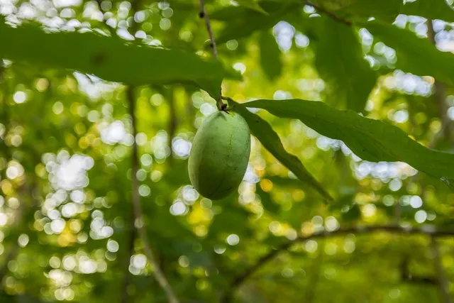 $761,250 | 0 West Graham Road, Columbia, MO 65202