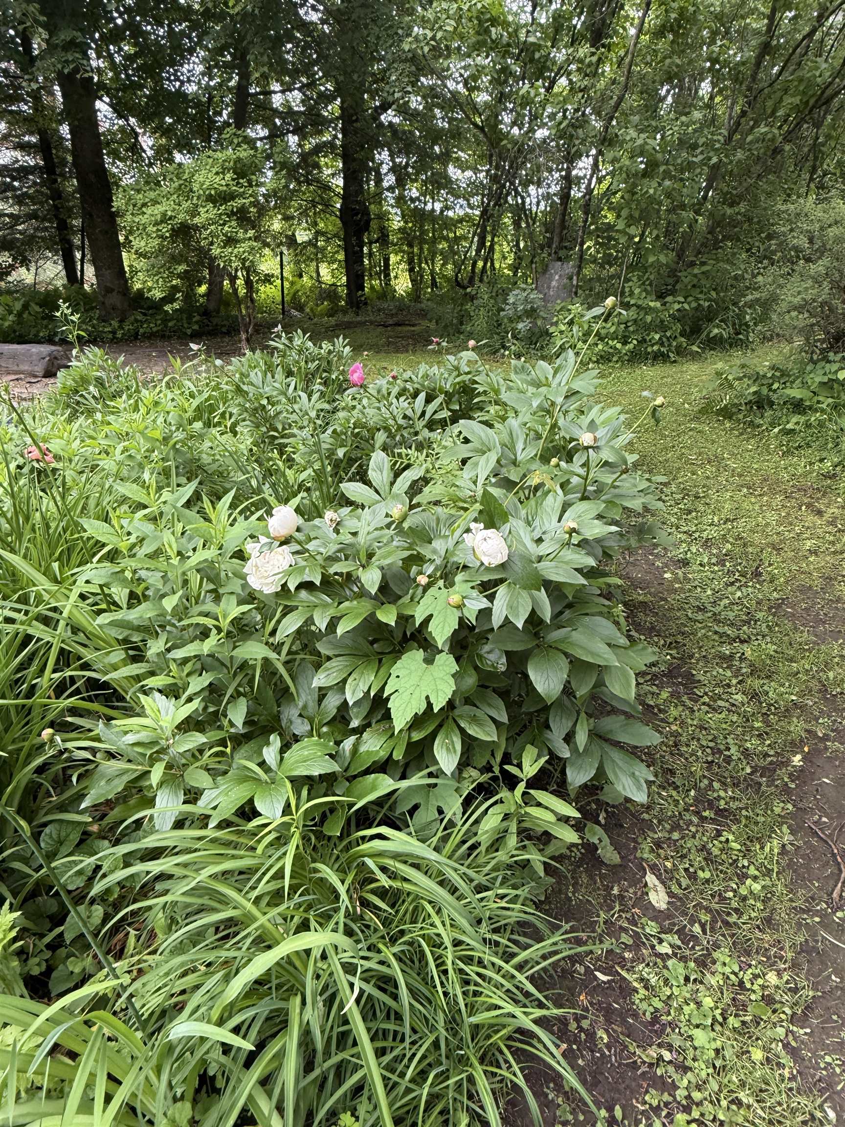 2650 Tampico Road Danville, VT 05828 - Photo 50 of 60