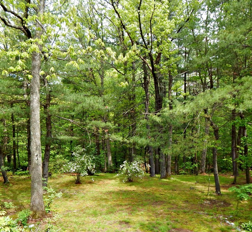 174 Ayer Road Shirley, MA 01464 - Photo 20 of 30 a view of a trees in a yard
