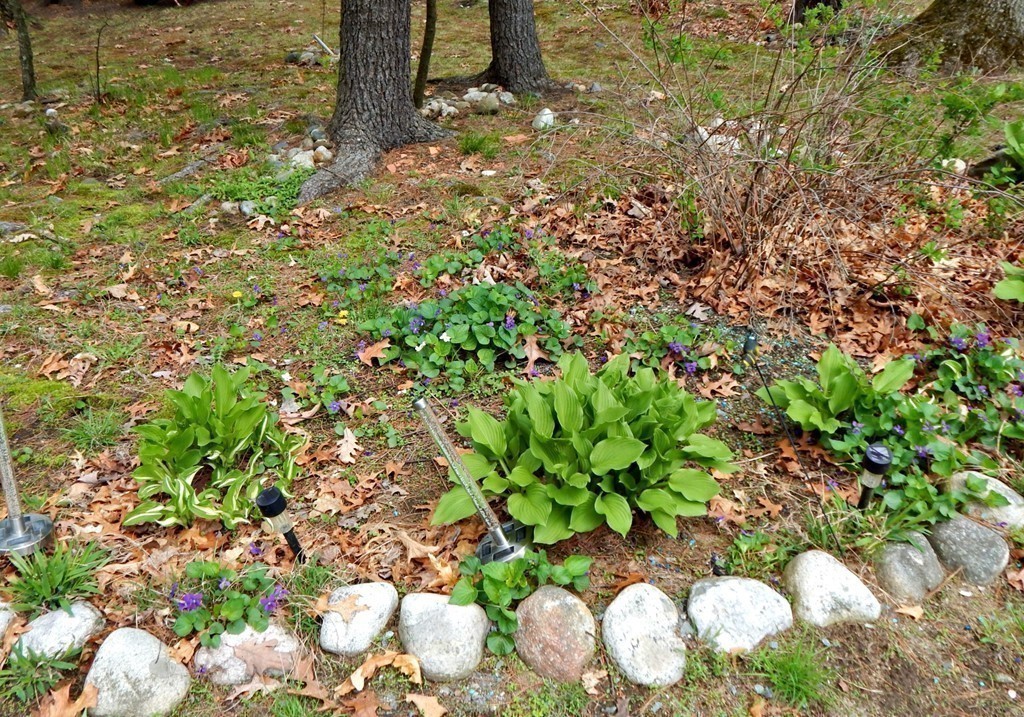174 Ayer Road Shirley, MA 01464 - Photo 21 of 30 a bunch of flowers in a garden