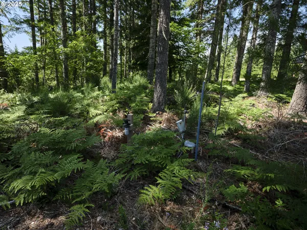a view of a lush green forest