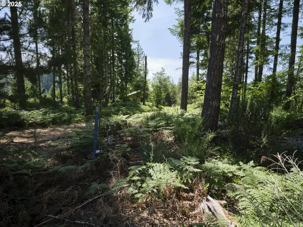 a view of a forest with trees