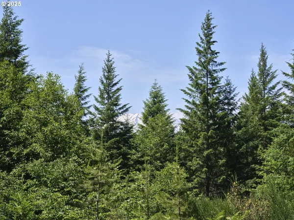 a view of a tree