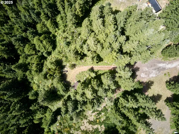 a view of a big yard with plants and large trees